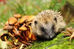 hedgehog-with-fungi