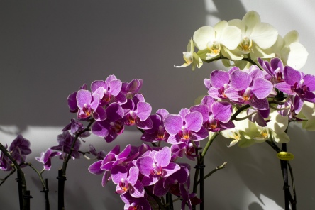 Orchid Day
